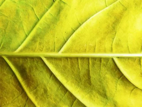 Yellow leaf texture. Leaf vein pattern photography. Yellow leaf cell macro. Stock Photos