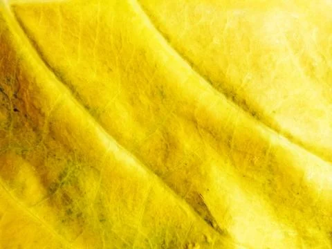 Yellow leaf texture. Leaf vein pattern photography. Yellow leaf cell macro. Stock Photos