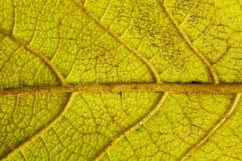 Yellow leaf texture macro closeup. Beautiful natural pattern, Horizontal imag Foto stock