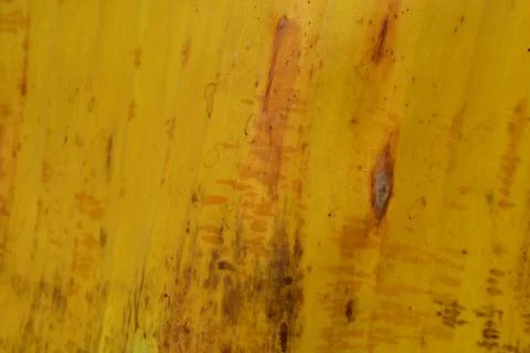 Yellow leaf texture with natural marks and organic patterns Stock Photos