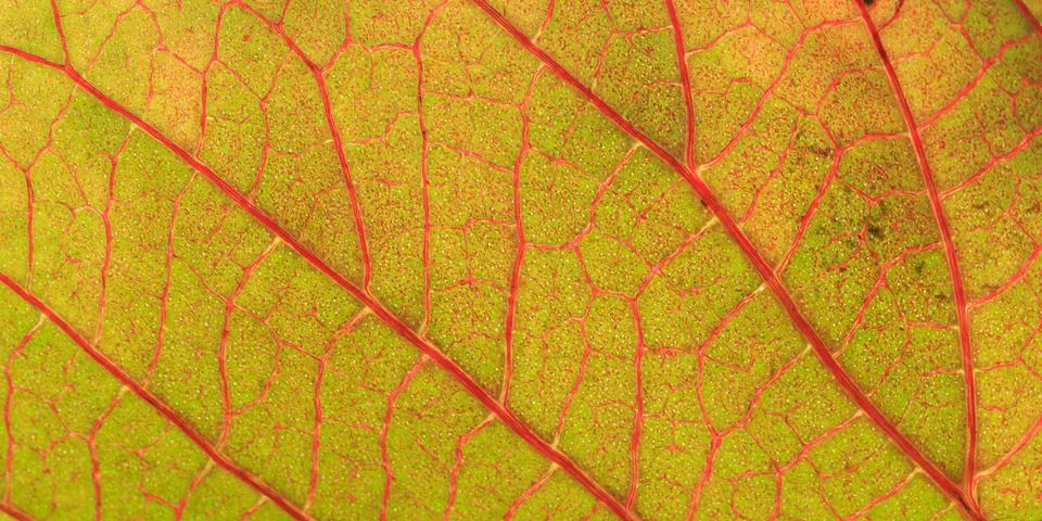 Yellow leaf texture Stock Photos