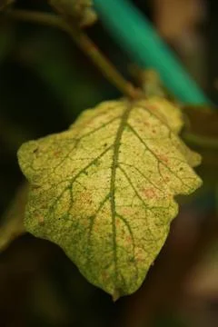 Yellow-leaf-texture Stock Photos