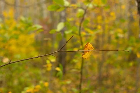 Yellow leaf on a thin branch against the background of a forest. Autumn fores Stock Photos
