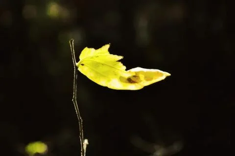 Yellow leaf on a thin branch in a dark background Stock Photos