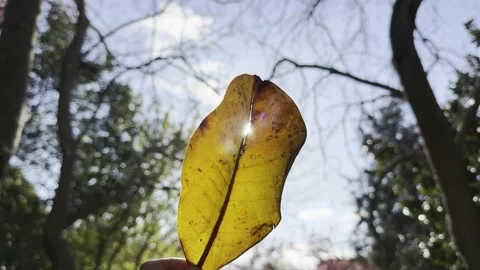 Yellow leaf of a tree against the background of the rays of the sun in the Stock Footage 239996143