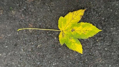 Yellow leaf from tree on asphalt Foto stock