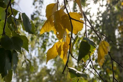 Yellow leaf of a tree in the autumn forest in the afternoon Stock Photos