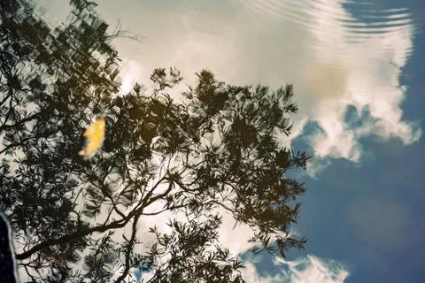 A Yellow Leaf, Tree Branches, Clouds And Sky Reflected In Water Stock Photos