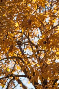 Yellow Leaf Tree During Fall In Vancouver Canada Stock Photos