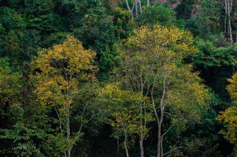 Yellow leaf tree green spring At Tea farm organic Tea farm 2000 Doi Ang Khang Stock Photos