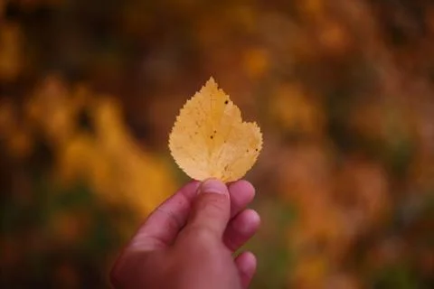 Yellow leaf tree in hand Stock Photos