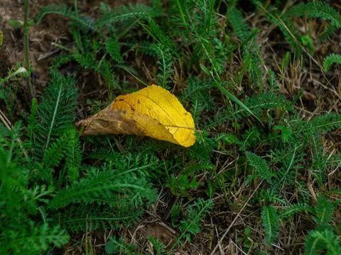 Yellow leaf from the tree lies on the grass Foto stock