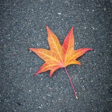 Yellow leaf of a tree lies on gray textured asphalt. Stock Photos