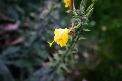 Yellow leaf on a tree Stock Photos