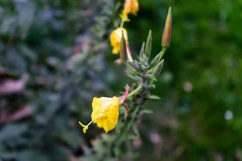 Yellow leaf on a tree Stock Photos