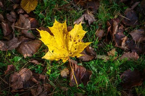 Yellow leaf on the tree. Stock Photos