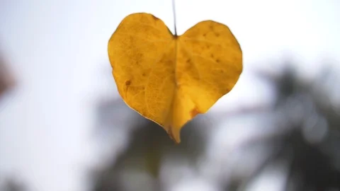 A yellow leaf of a tree in the shape of a heart slowly develops in the wind Stock Footage