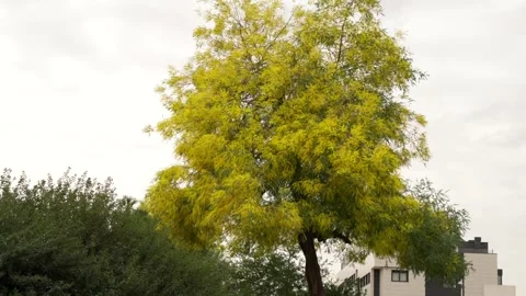 Yellow leaf tree swaying in the wind on a cloudy day Stock Footage 330074041