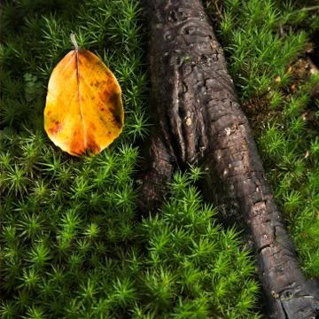 Yellow leaf on a tree trunk in the moss Stock Photos