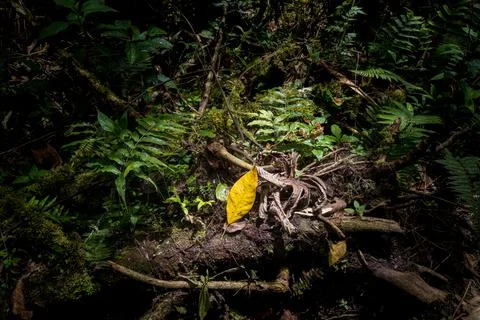 Yellow leaf on a tree trunk surrounded by green leaves and ferns, lit from .. Stock Photos
