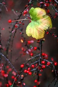 Yellow leaf on a tree with very red small bays Stock Photos