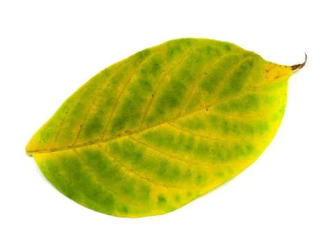Yellow leaf from a tree on a white background Stock Photos