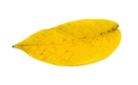 Yellow leaf from a tree on a white background Stock Photos