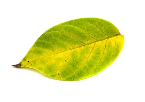 Yellow leaf from a tree on a white background Stock Photos
