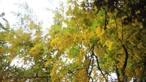 Yellow leaf on trees background sky bright garden day plants season branch flora Stock Footage 98646058