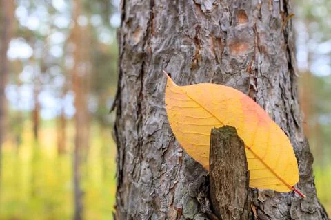 A yellow leaf on the trunk of a pine tree caught on a branch Stock Photos