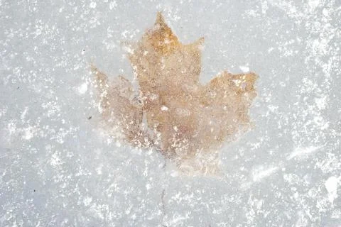 Yellow leaf under the ice 库存照片
