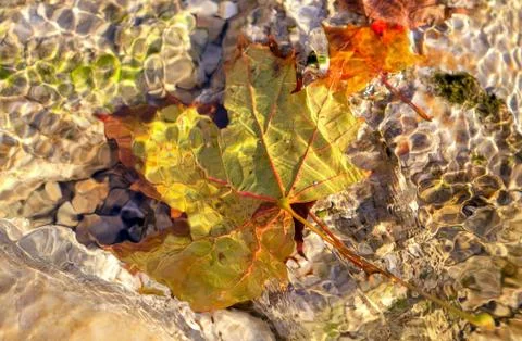 Yellow leaf under the water. Stock Photos