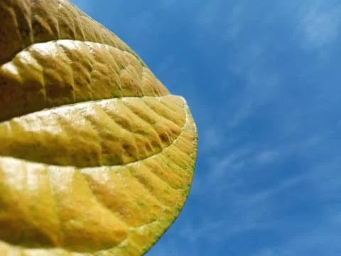 Yellow leaf with veins, in blue background of sky. Foto stock