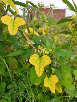 Yellow leaf vines Stock Photos