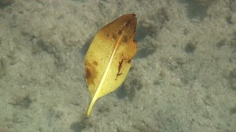 Yellow leaf in the water 스톡 동영상 7646071