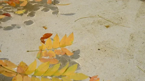 Yellow leaf in the water Stock Footage 51169011