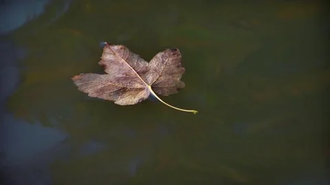 Yellow leaf on the water Stock Footage 82690945