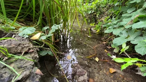 Yellow Leaf in the Water Stock Footage 138412232