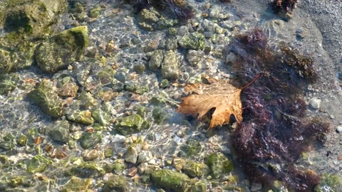 A yellow leaf in the water. Stock Footage 196949315