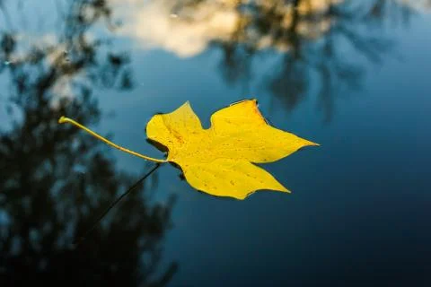 Yellow leaf in water Stock Photos