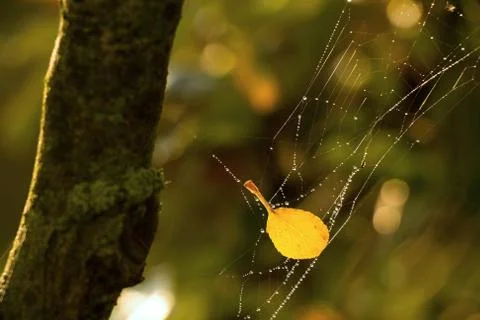 Yellow leaf on the web Stock Photos