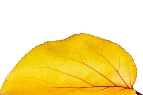 Yellow leaf on a white background 写真素材