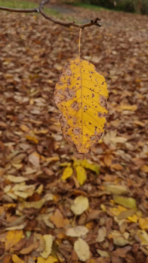A yellow leaf in the wind against an autumn background, close-up Stock Footage 319858270