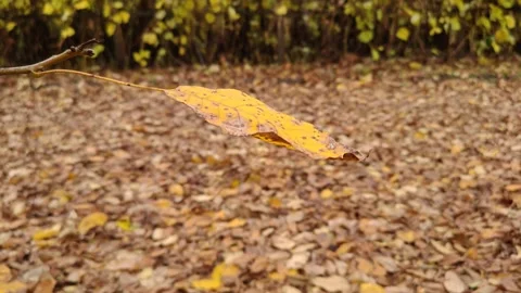 Yellow leaf in the wind against the backdrop of autumn Stock Footage 319858234
