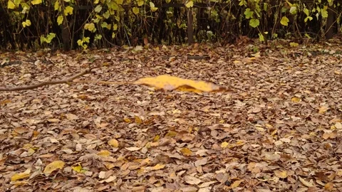 Yellow leaf in the wind, blurred background Stock Footage 319858810