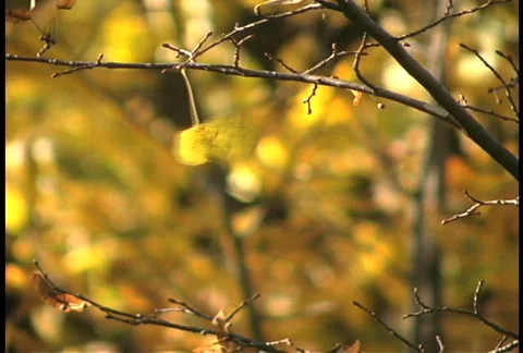 Yellow leaf in the wind Stock Footage 762494