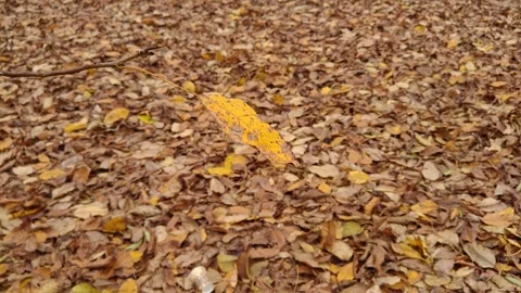 Yellow leaf in the wind Видео 319858233