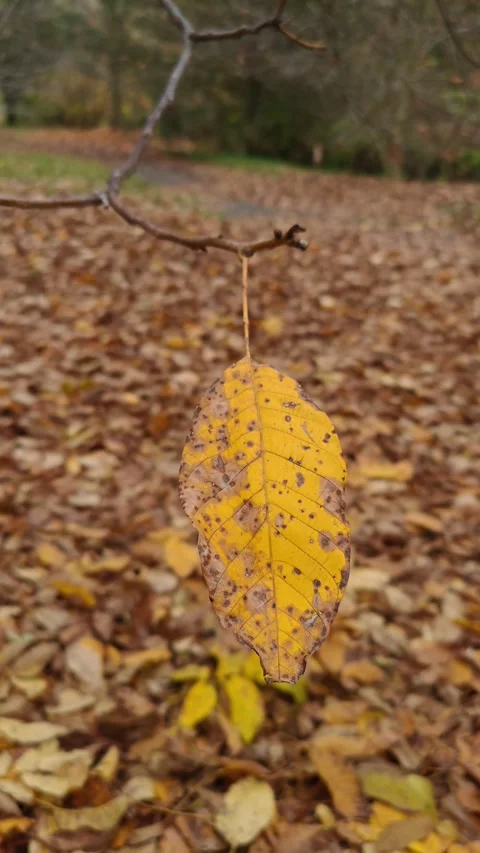 Yellow leaf in the wind, macro photography Stock Footage 319857555
