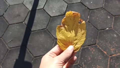 Yellow leaf in a woman's hands Stock Footage 220786941