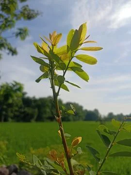 Yellow leafed flowers grow in the rice fields Foto stock